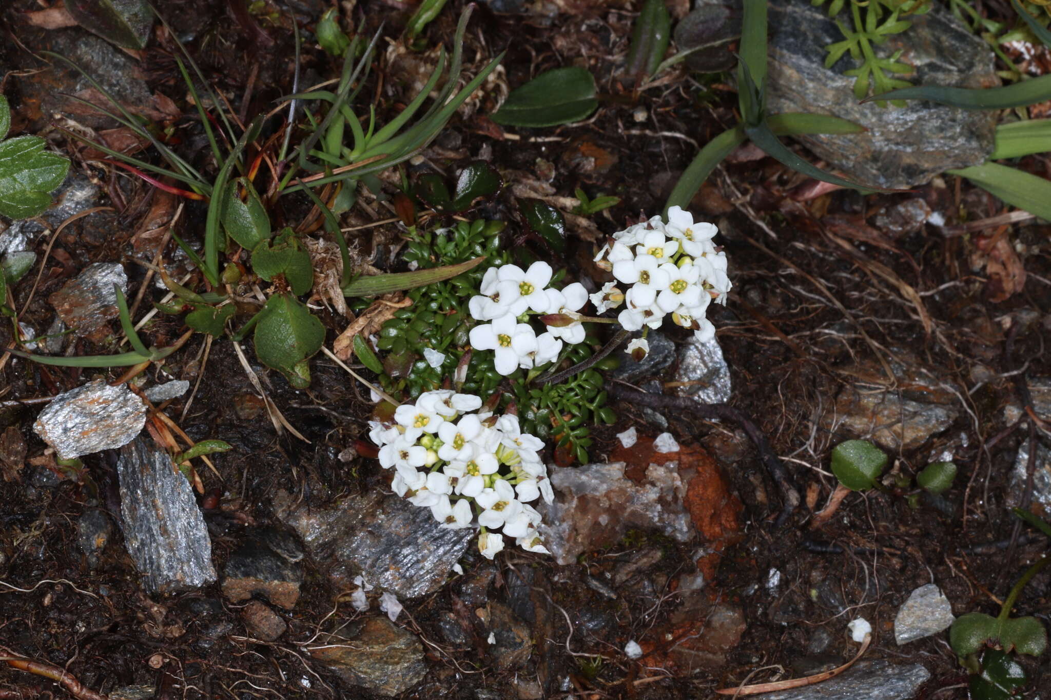 Image of Hornungia alpina subsp. brevicaulis (Spreng.) O. Appel