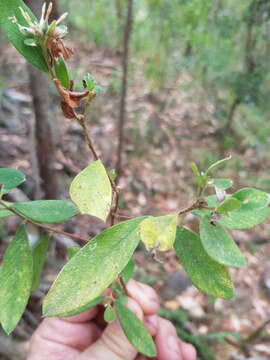 Image of Pimelea gigandra A. R. Bean