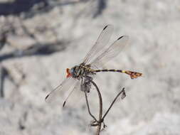 Image of Five-striped Leaftail