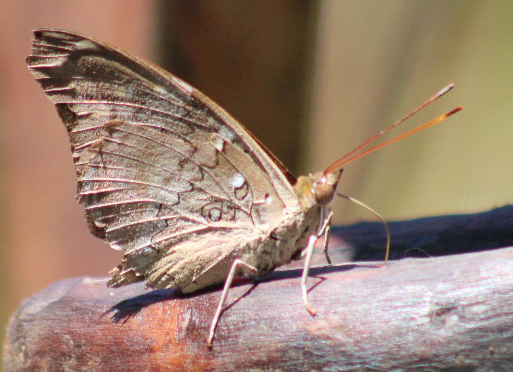 Image of Historis acheronta acheronta