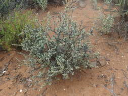 Image of Oedera humilis (Less.) N. G. Bergh