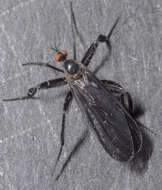 صورة Rhamphomyia longicauda Loew 1861