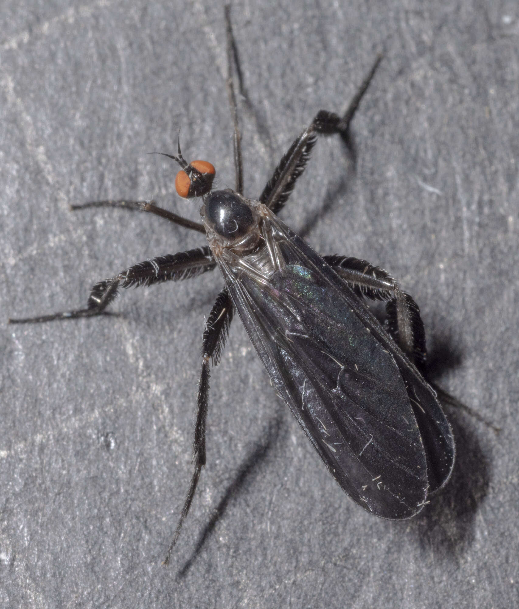 Image of Long-tailed Dance Fly