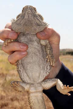 Plancia ëd Pogona vitticeps (Ahl 1926)