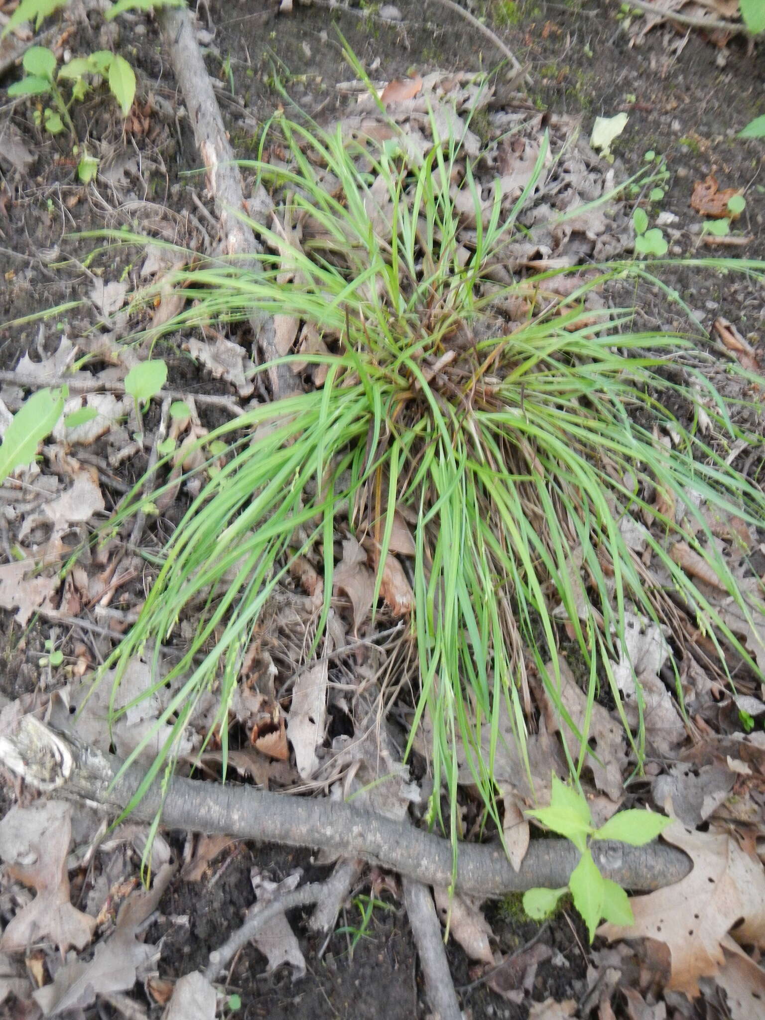 Image of slender woodland sedge