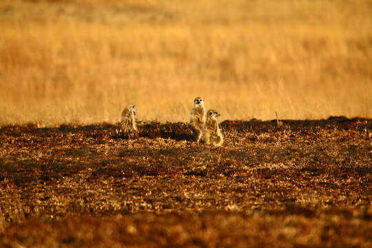 Image of Suricata suricatta suricatta (Schreber 1776)