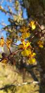 Image of Trichocentrum brachyphyllum (Lindl.) R. Jiménez