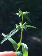 Plancia ëd Stachys hyssopifolia Michx.