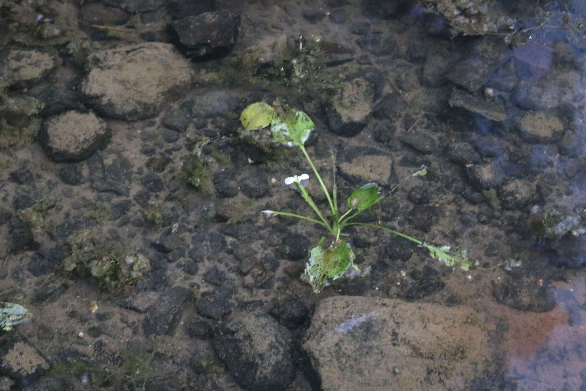 Image of Duck-Lettuce