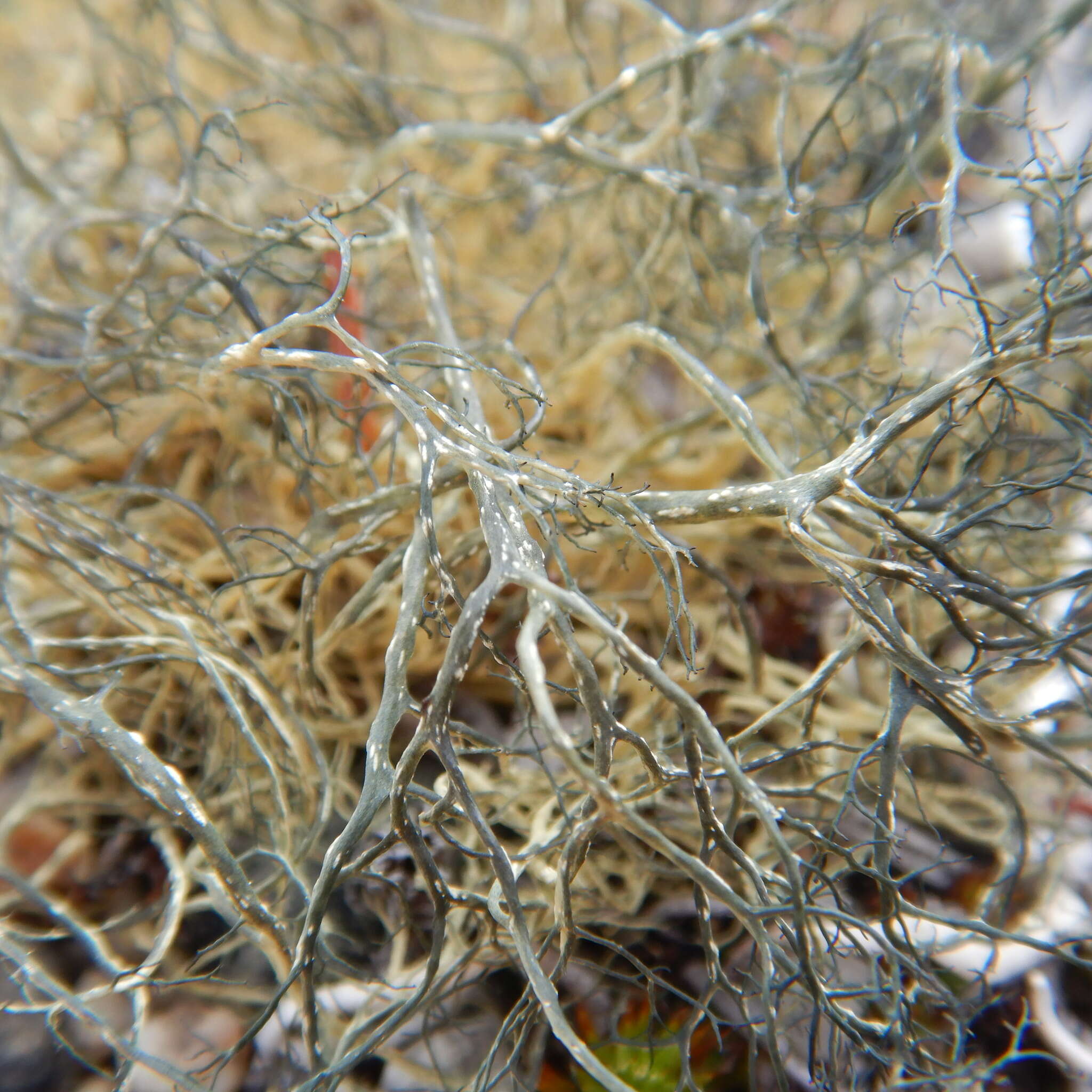 Image of witch's hair lichen