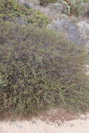 Image of sandscrub ceanothus