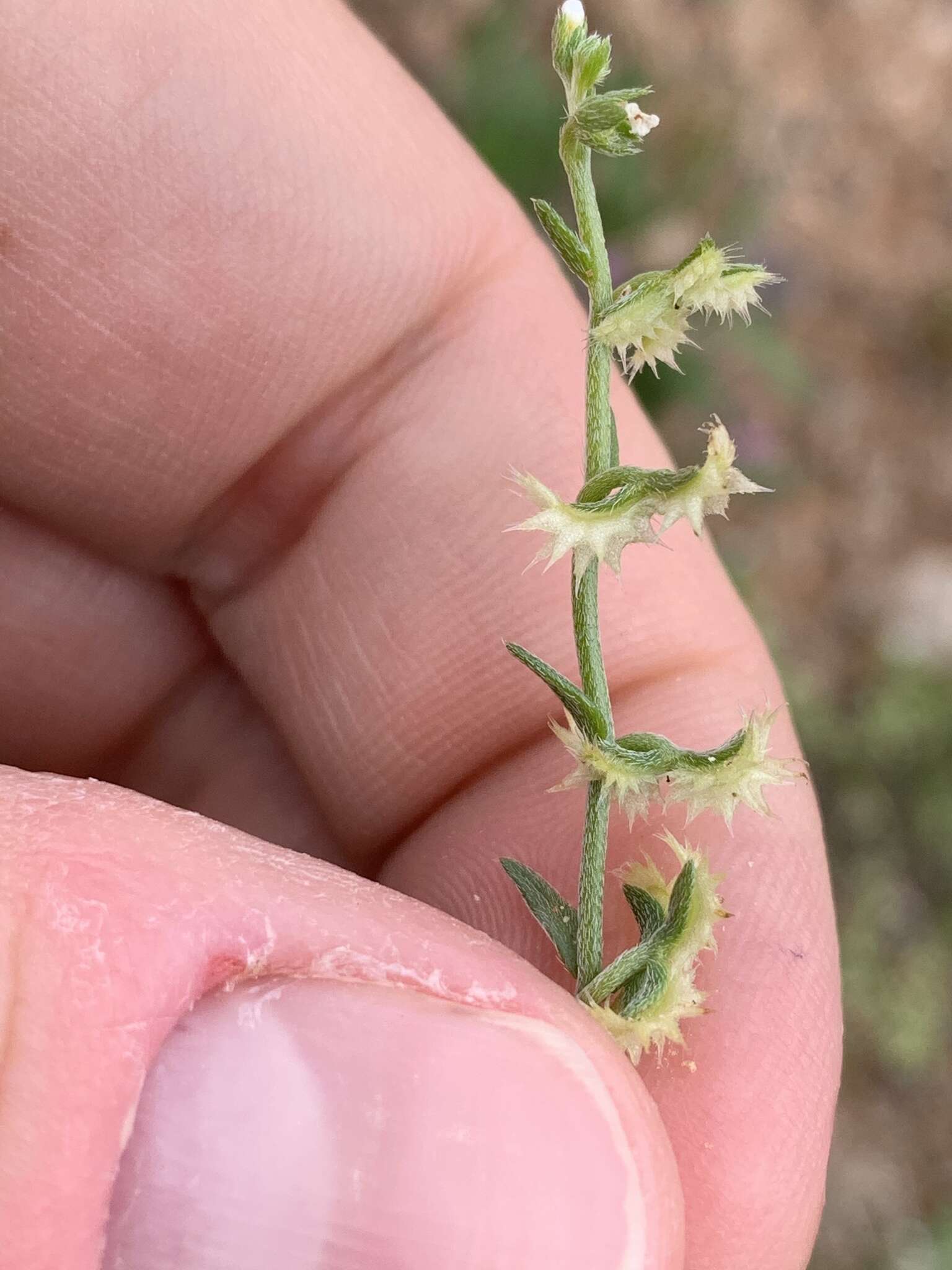 Image of broadfruit combseed