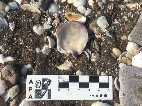 Image of Argentine flat oyster