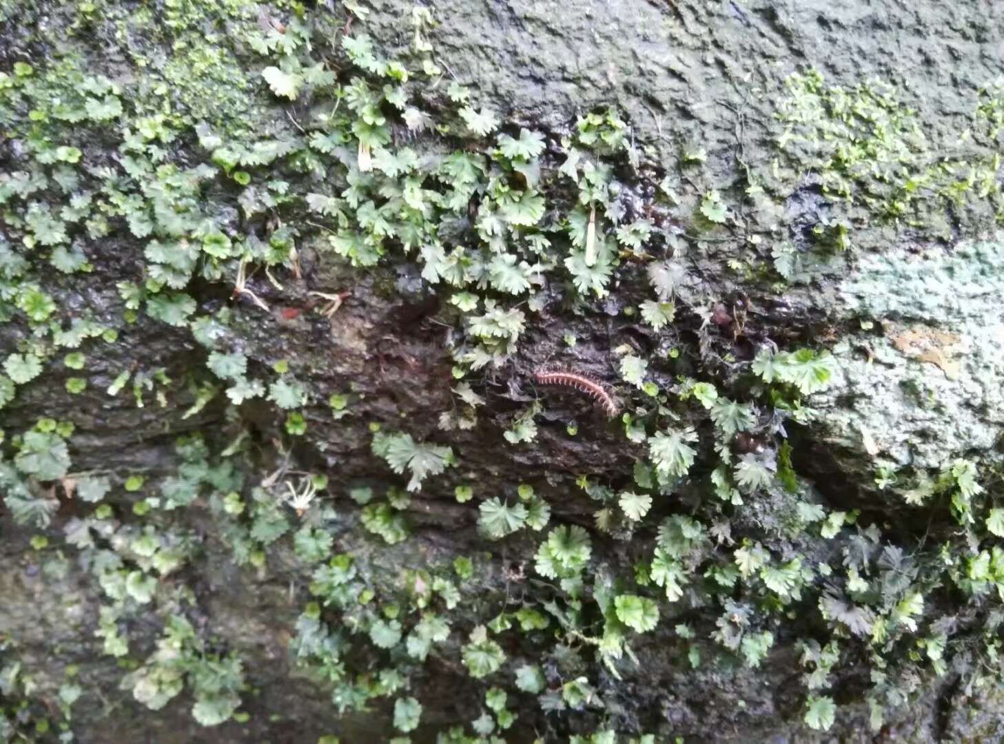 Image of tiny bristle fern