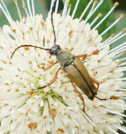 Image of Typocerus acuticauda Casey 1913