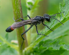 Image of Ammophila pubescens Curtis 1836