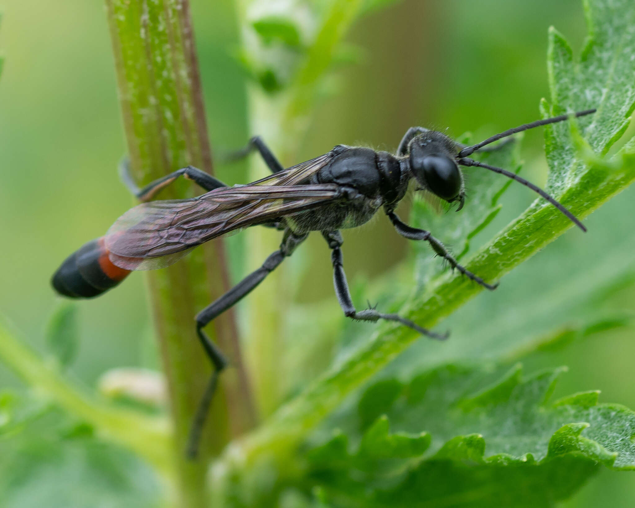Image of Ammophila pubescens Curtis 1836