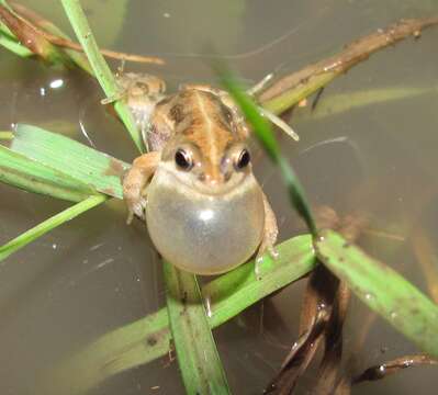 Image of Cacosternum plimptoni Channing, Brun, Burger, Febvre & Moyer 2005