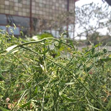 Image of Wiggins' swallow-wort