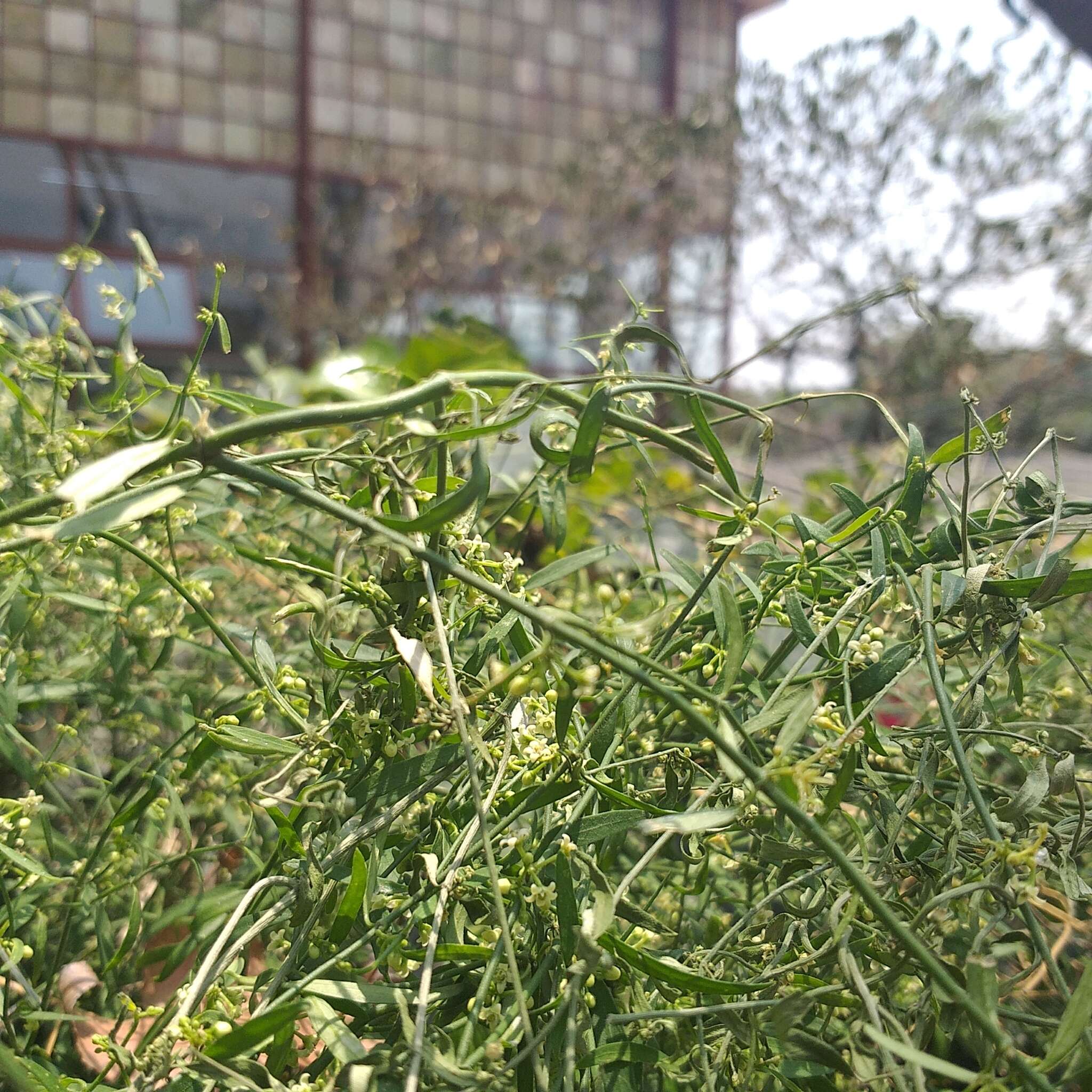 Orthosia angustifolia (Turcz.) Liede & Meve的圖片