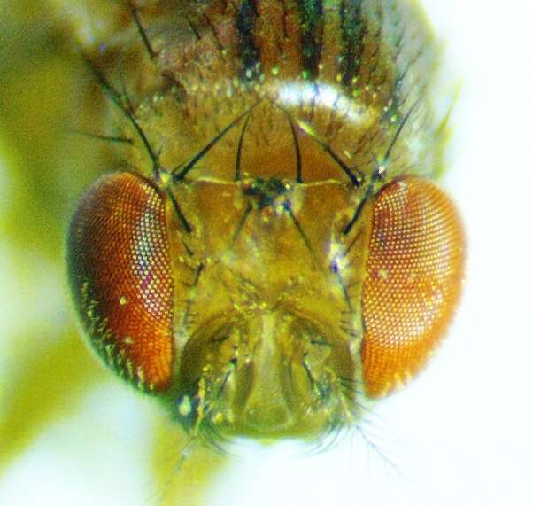 Image of Drosophila guttifera Walker 1849