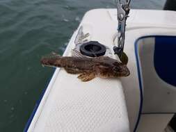 Image of Bass flathead