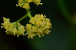 Image of Stephania corymbosa (Bl.) Walp.