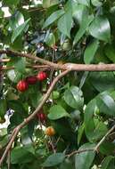 Image of Surinam cherry