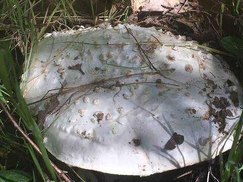 Image of Amanita magniverrucata Thiers & Ammirati 1982