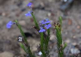 Image of Pine-leaf Lobelia