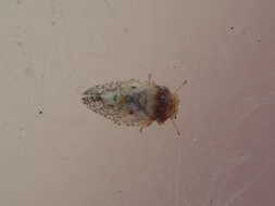 Image of Olive psyllid