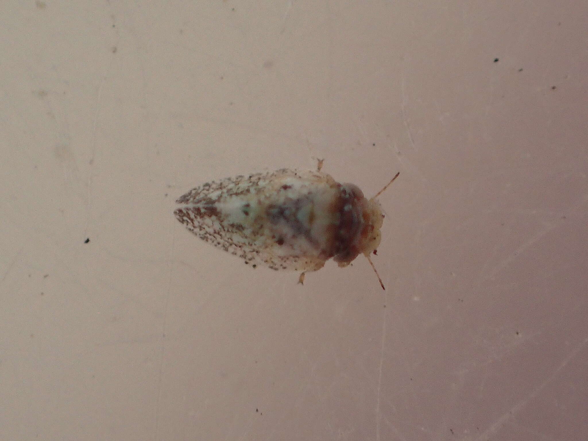 Image of Olive psyllid