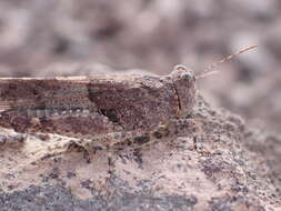 Image of Sphingonotus (Neosphingonotus) pachecoi (Bolívar & I. 1908)