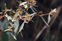 Pleroma longifolium (Vahl) Triana的圖片