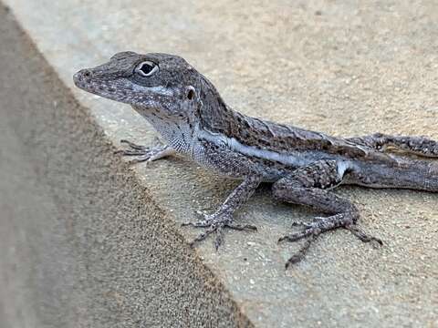 Image of Anguilla Bank Anole