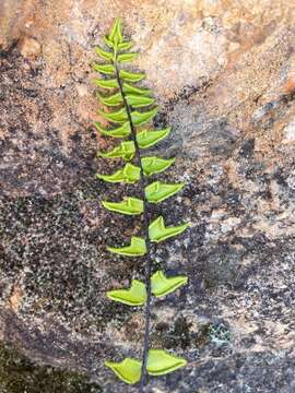 Слика од Cheilanthes hastata (L. fil.) Kunze