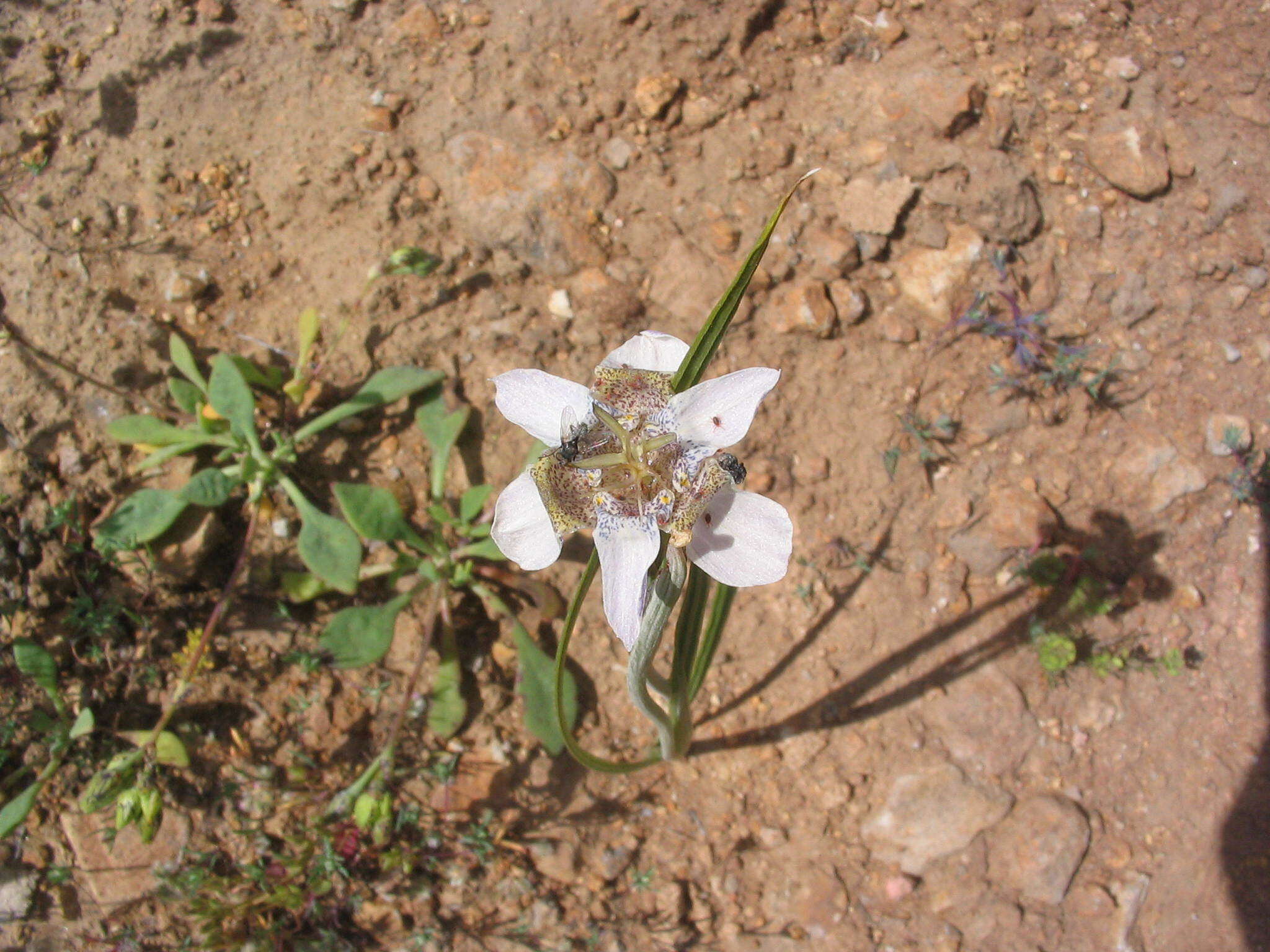 Image of Tigridia arequipensis Montesinos, A. Pauca & Revilla