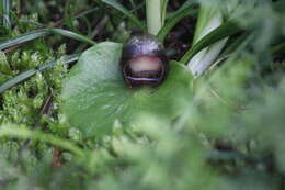 Image of Slaty helmet orchid