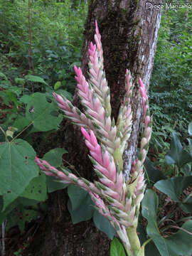 Image of Tillandsia lucida É. Morren ex Baker