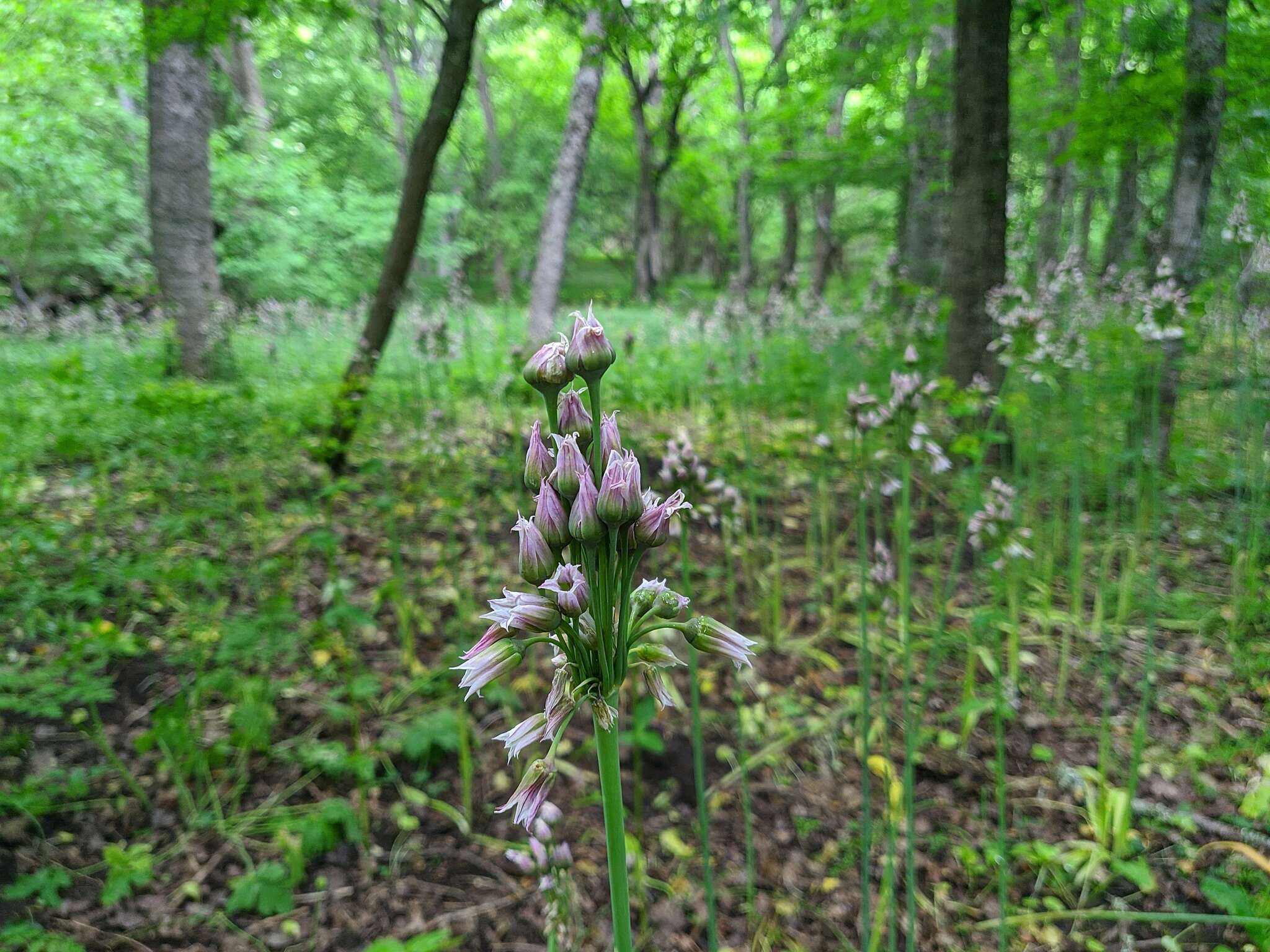 Image of Allium siculum subsp. dioscoridis (Sm.) K. Richt.