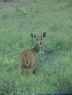 Tragelaphus sylvaticus resmi