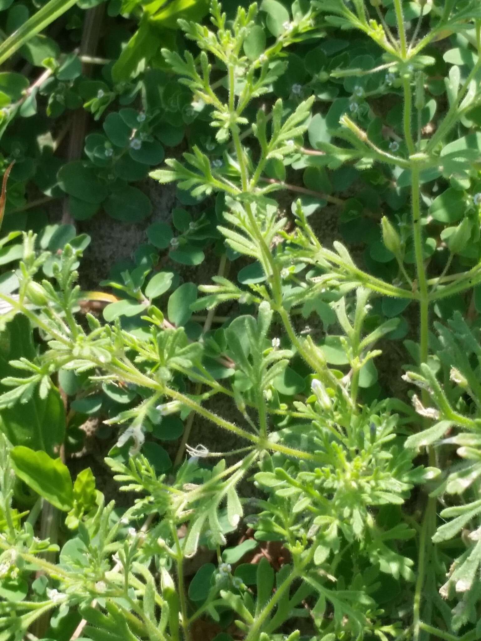 Image of Narrow-Leaf Paleseed