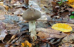 Imagem de Pseudotricholoma umbrosum (A. H. Sm. & M. B. Walters) Sánchez-García & Matheny 2014