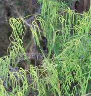 Image of Pseudodiphasium volubile (G. Forst.) Holub