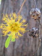 Image de Asteromyrtus symphyocarpa (F. Müll.) L. A. Craven