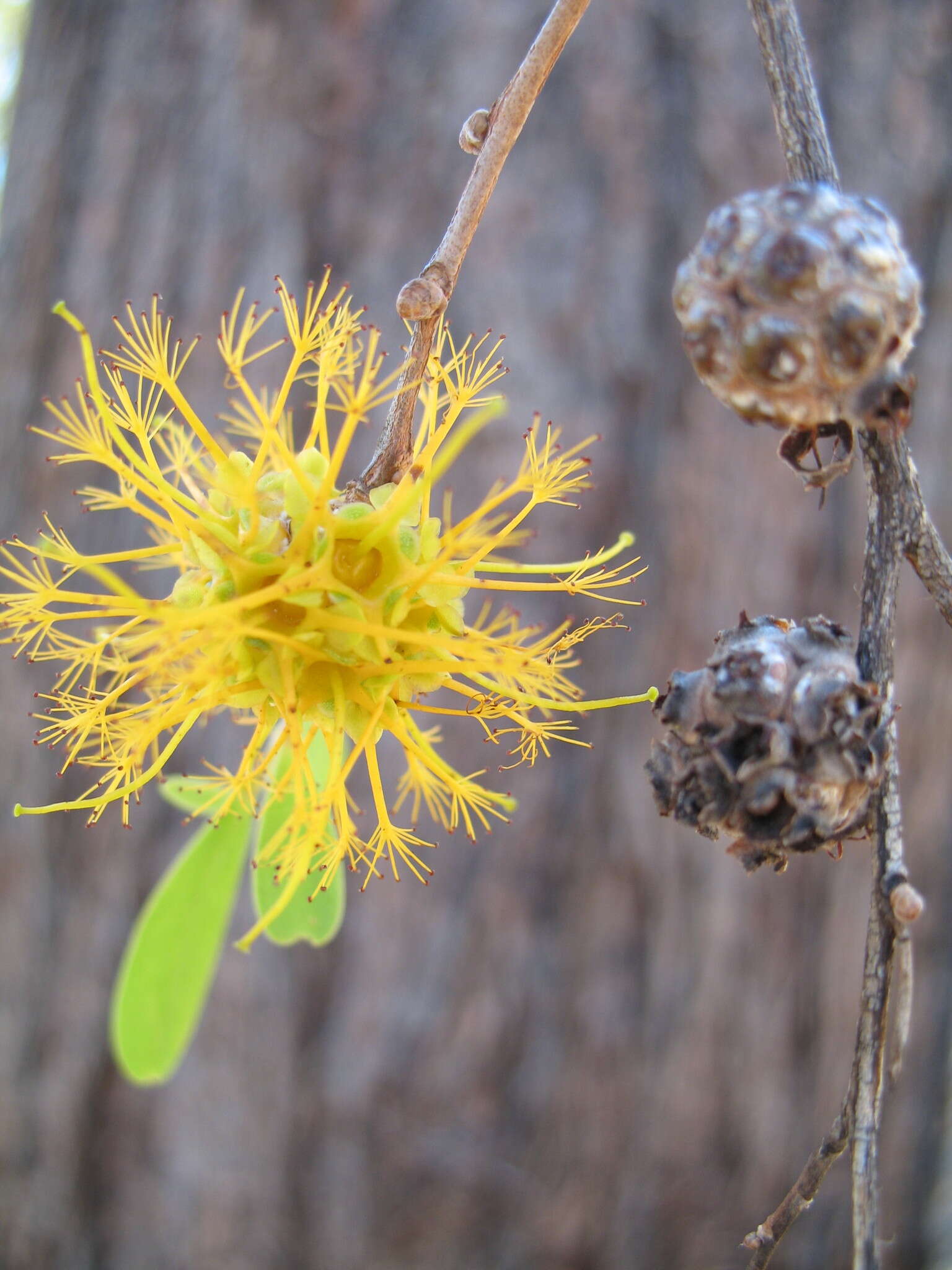 Image de Asteromyrtus symphyocarpa (F. Müll.) L. A. Craven