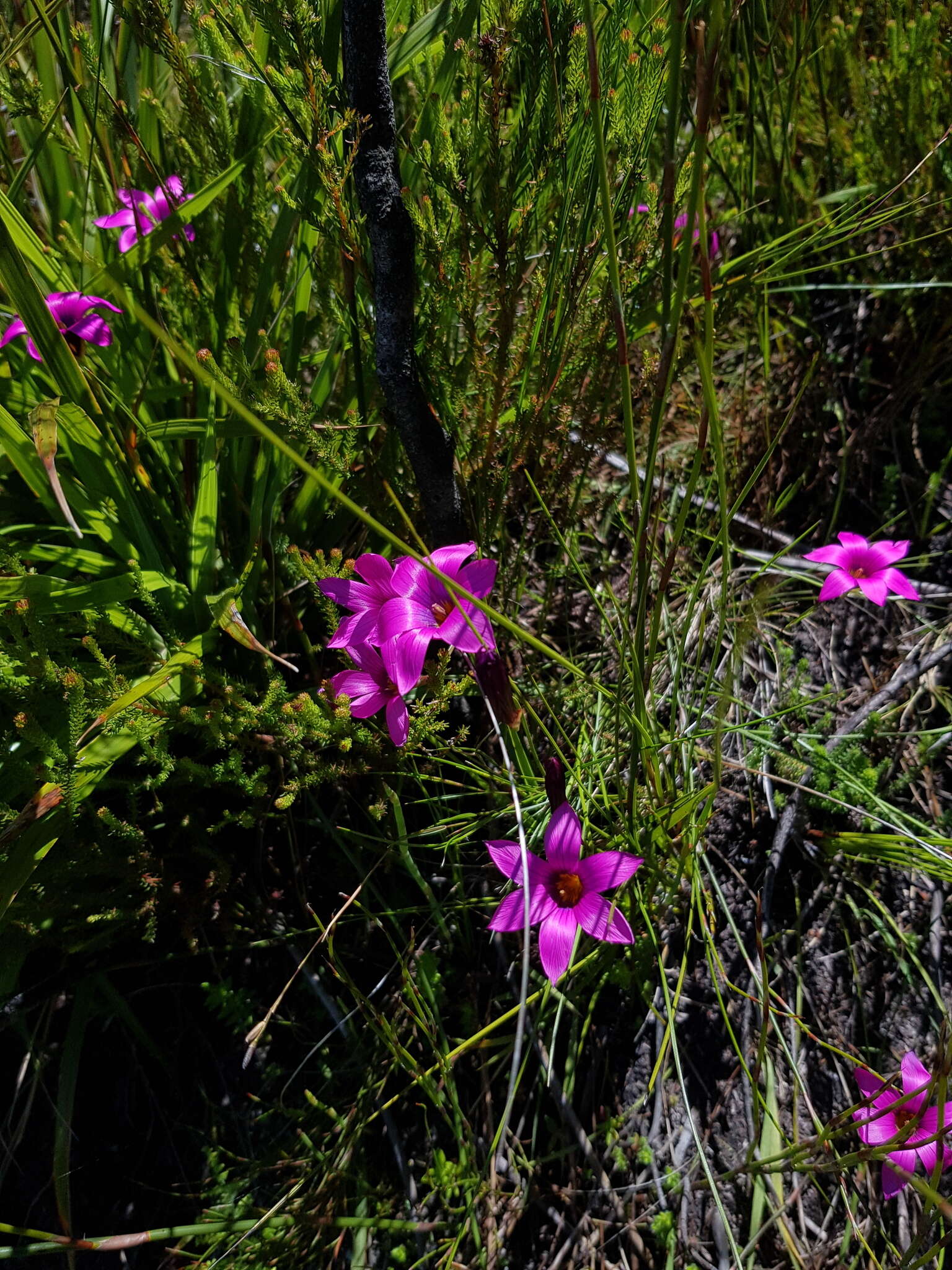 Image of rosy sandcrocus