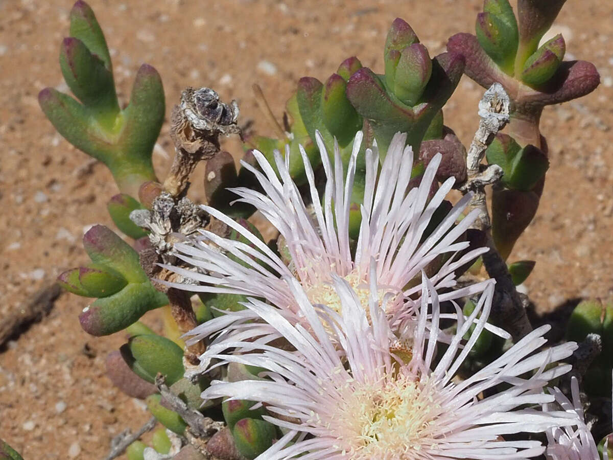 Image of Octopoma octojuge (L. Bol.) N. E. Br.