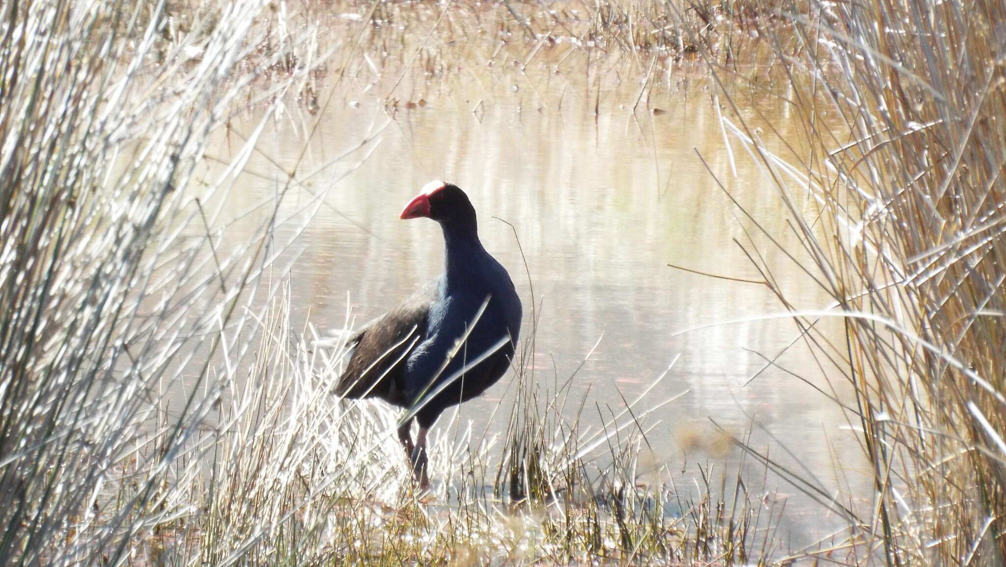 Image of Australasian Swamphen