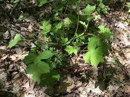 Image de Hydrophyllum appendiculatum Michx.